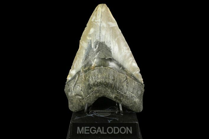 Massive, Fossil Megalodon Tooth - North Carolina #158236